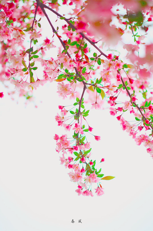 bntpal_1427946320_67