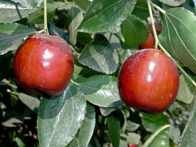 bntpal_1428077481_61