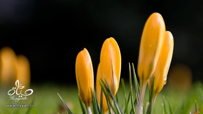 bntpal_1428330389_91