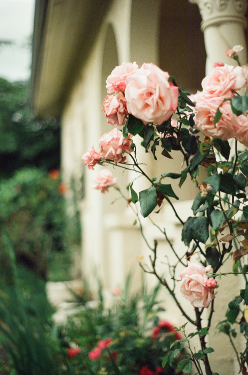 bntpal_1428587324_65