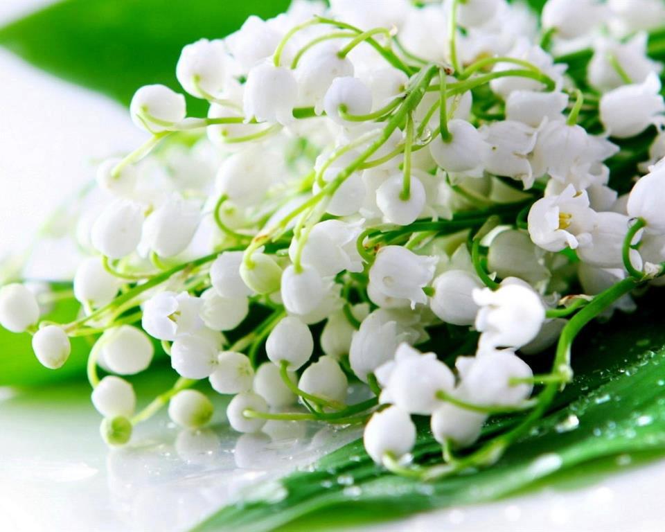 bntpal_1428587330_41