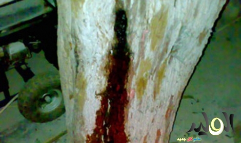 bntpal_1428939517_60