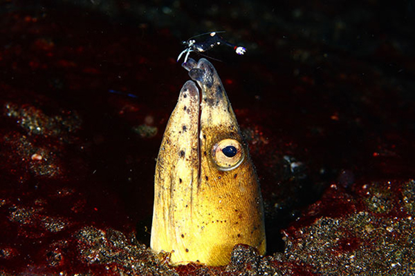  bntpal_1429197739_61