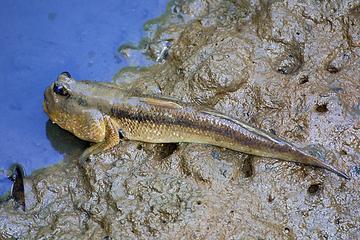  bntpal_1429197885_31