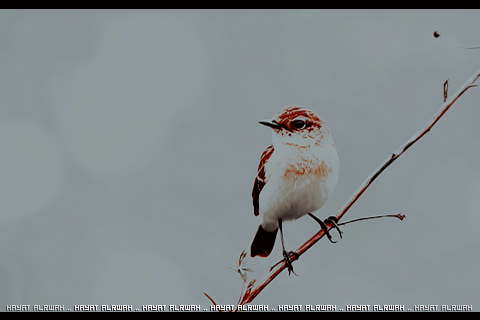 .. bntpal_1429520456_16