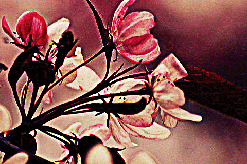  bntpal_1429522020_87