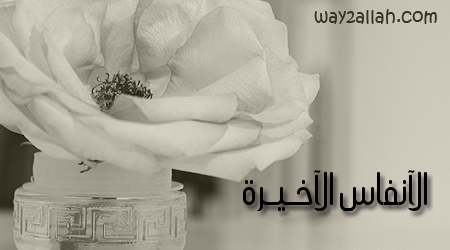  bntpal_1429681524_96