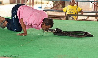   bntpal_1429700834_99