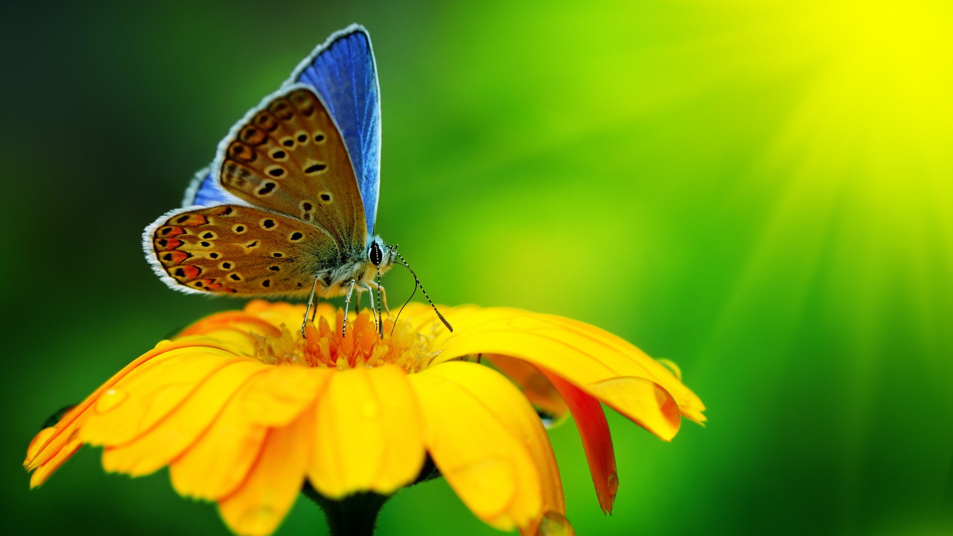 bntpal_1429905388_39