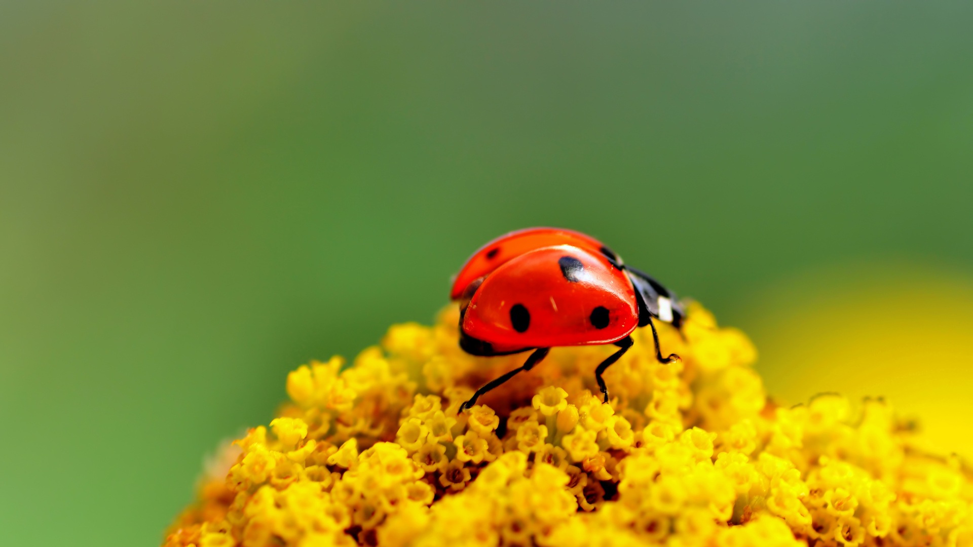 bntpal_1429905397_69