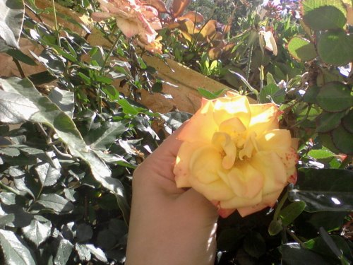 " " bntpal_1430244687_10