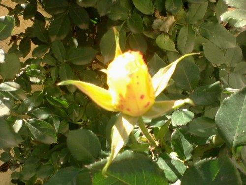 " " bntpal_1430244688_83