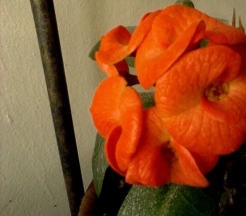 " " bntpal_1430244693_67
