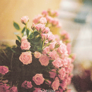 bntpal_1430561466_55