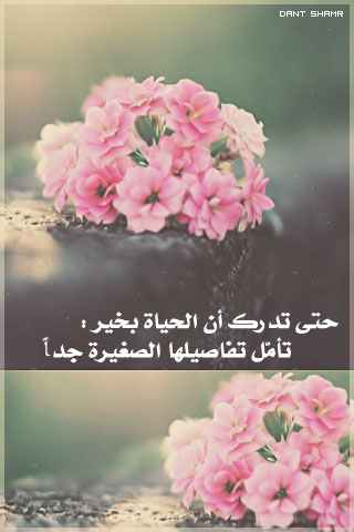    bntpal_1430562585_91