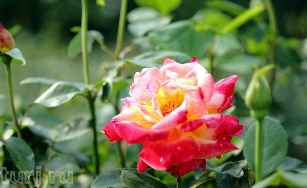 bntpal_1431167996_25