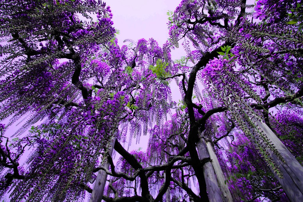 bntpal_1431167997_28
