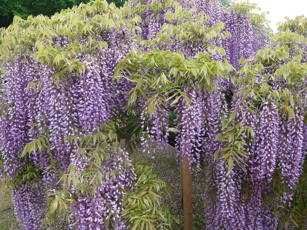 bntpal_1431168068_54