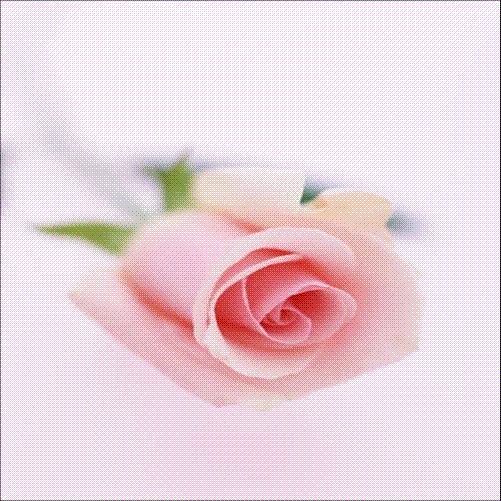 bntpal_1431411897_70