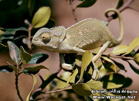 bntpal_1431458631_11