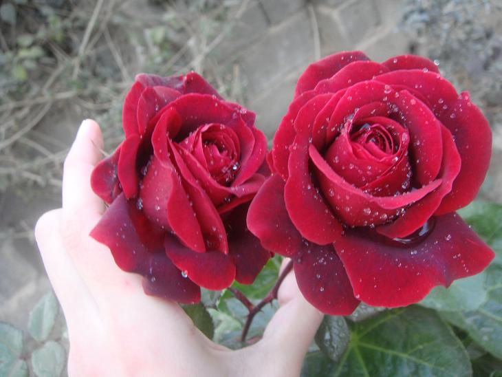 bntpal_1431464990_93