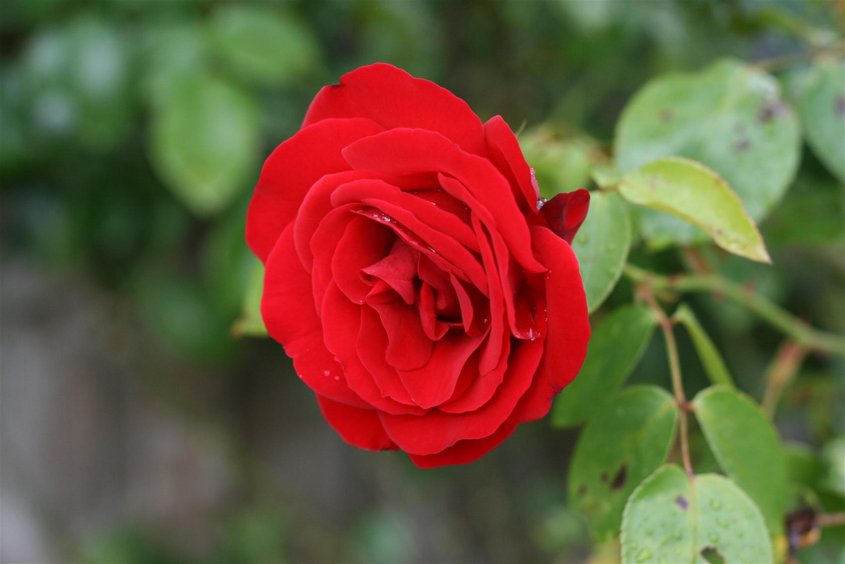 bntpal_1431464993_77