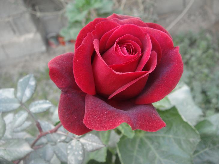 bntpal_1431464994_30