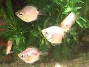 bntpal_1431675907_52