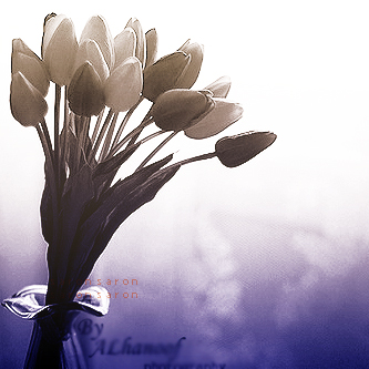 bntpal_1432030264_43