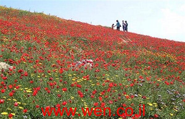  bntpal_1432111088_28