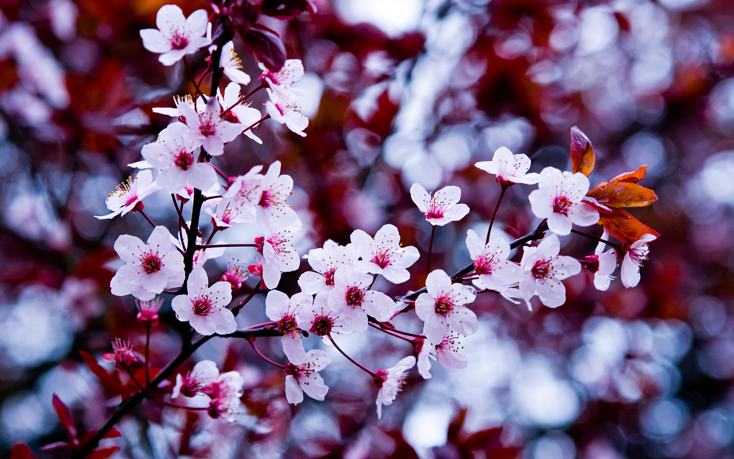  2015 bntpal_1432296550_24