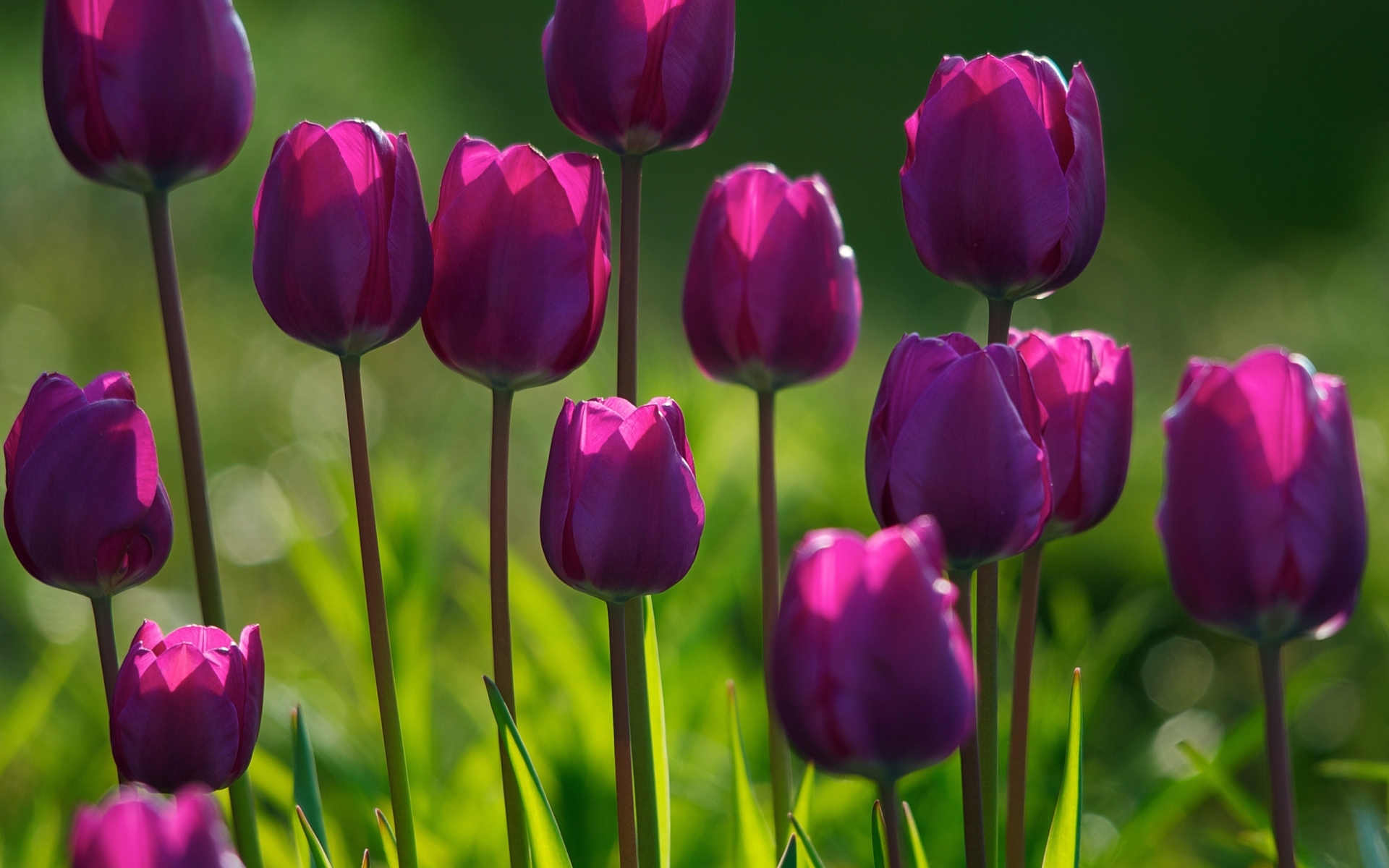  2015 bntpal_1432296552_92