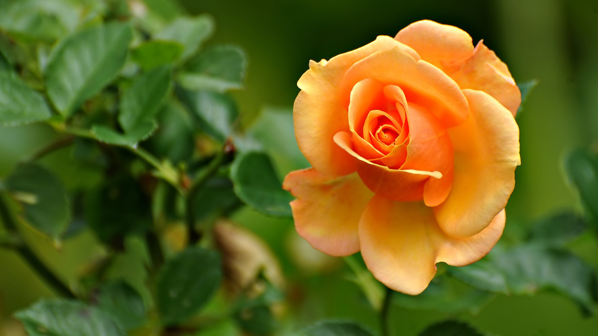  2015 bntpal_1432296554_25