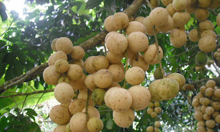  bntpal_1432306675_77