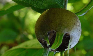  bntpal_1432306676_11