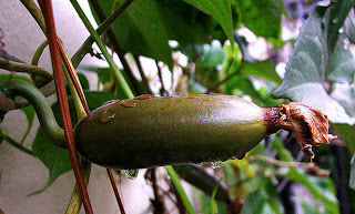  bntpal_1432306676_18