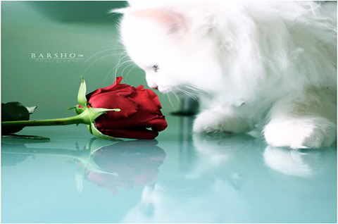 bntpal_1432710952_96