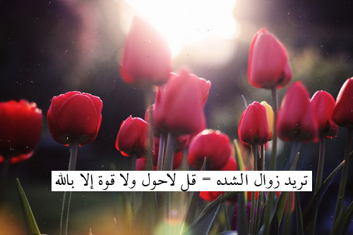 bntpal_1433170580_23