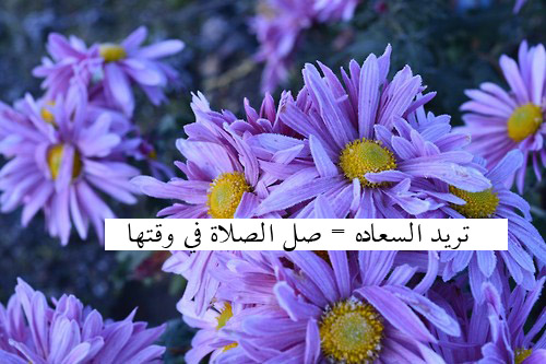 bntpal_1433170582_83