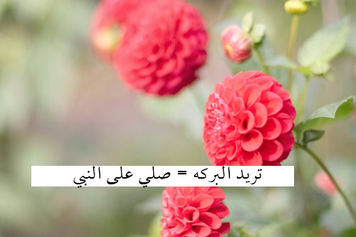 bntpal_1433170585_42