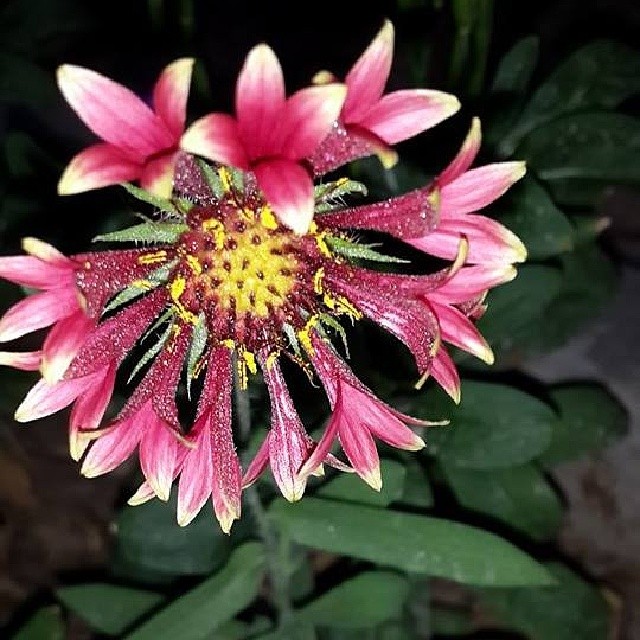 ♥  bntpal_1433686617_47