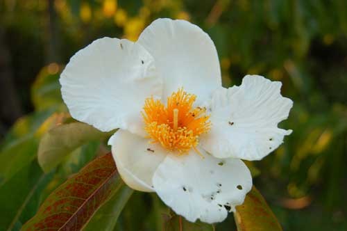 bntpal_1433781723_51
