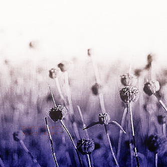  bntpal_1434139965_85