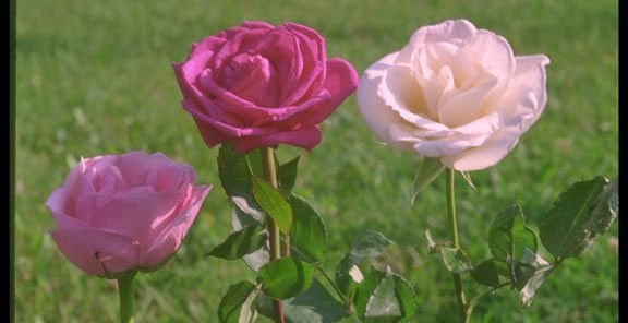 bntpal_1434439433_44