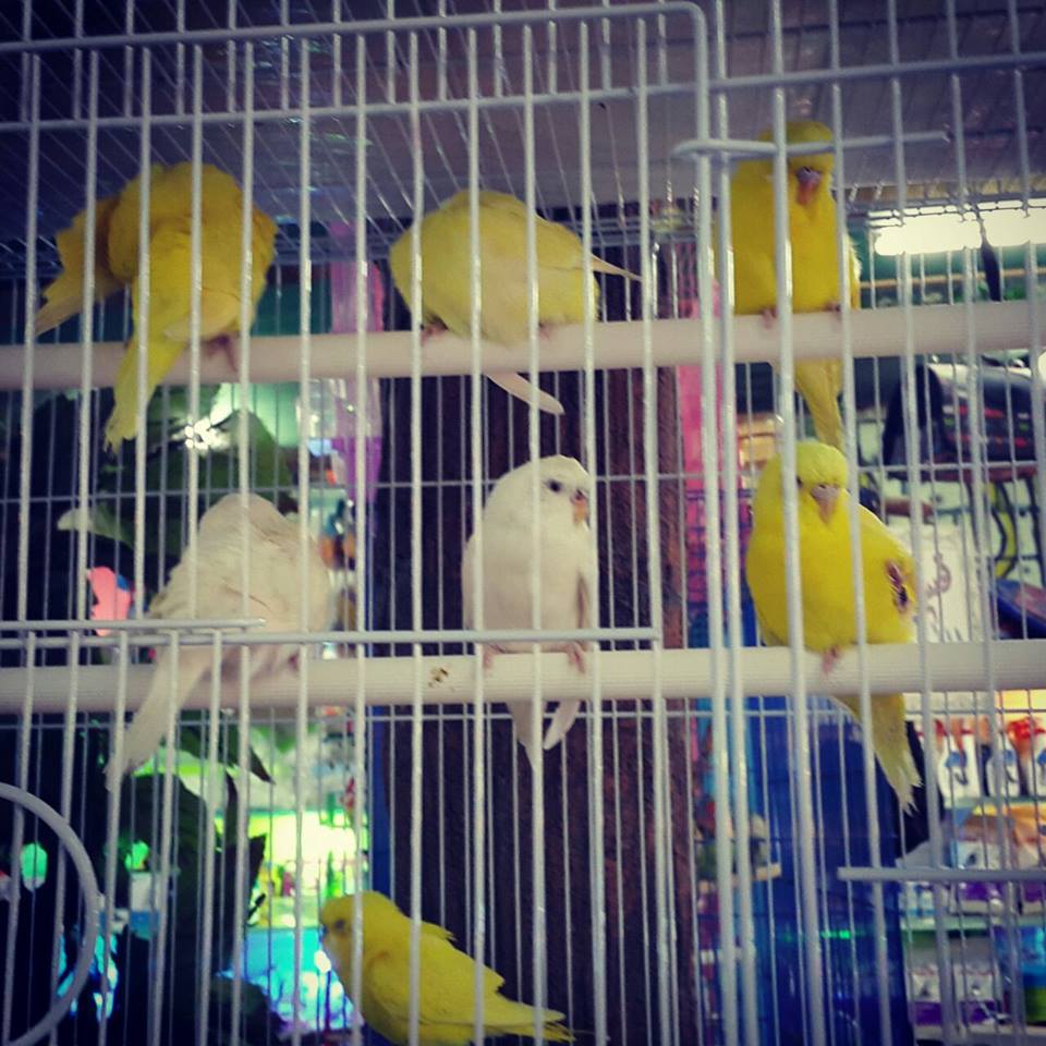  bntpal_1434572712_91