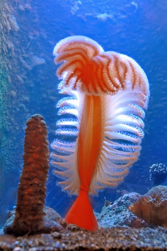 bntpal_1434698460_29