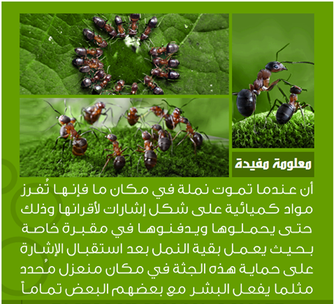 bntpal_1434718183_94