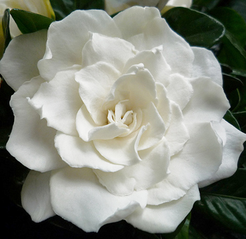  bntpal_1434854929_21