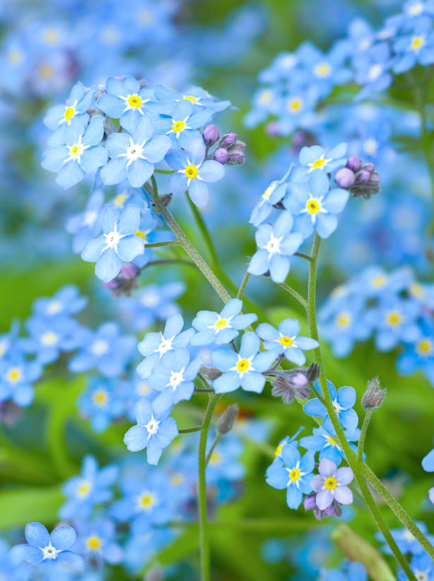bntpal_1434960785_85