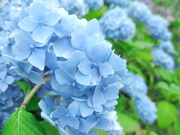 bntpal_1434960786_21